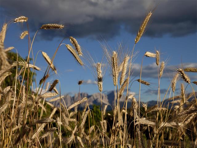 Foto für Aufblühen am Sonnenplateau - vom Korn zum Brot