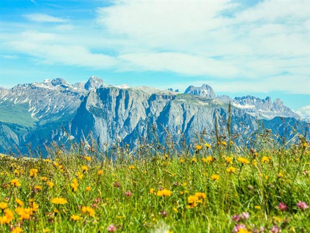 Foto per Di fiori ed erbe di montagna sul Corno del Renon - escursione guidata